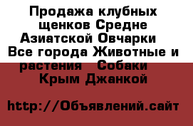 Продажа клубных щенков Средне Азиатской Овчарки - Все города Животные и растения » Собаки   . Крым,Джанкой